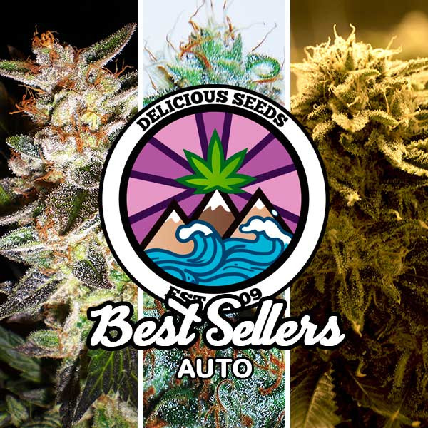 Best Sellers Auto Collection - All Products - Root Catalog