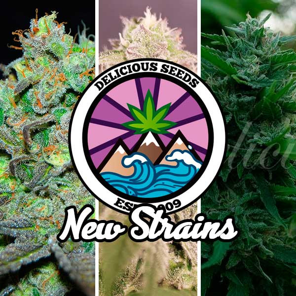 New Strains Collection - All Products - Root Catalog
