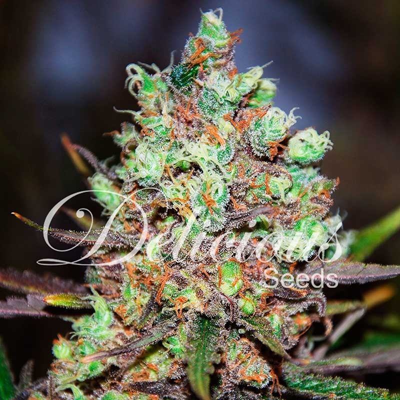 Cotton Candy Kush - All Products - Root Catalog