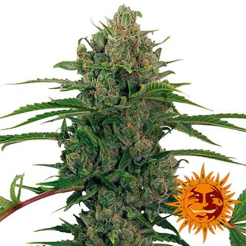 CRITICAL KUSH AUTO - All Products - Root Catalog