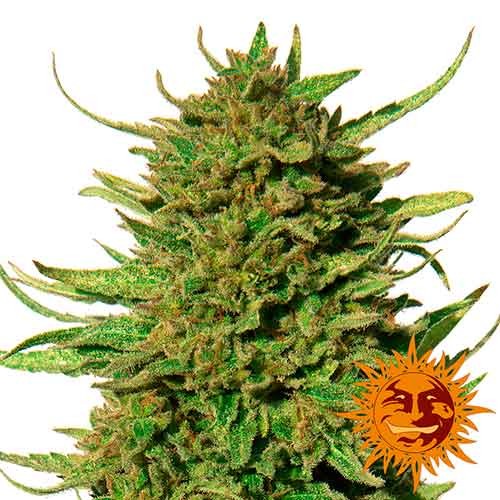 CRITICAL KUSH - All Products - Root Catalog