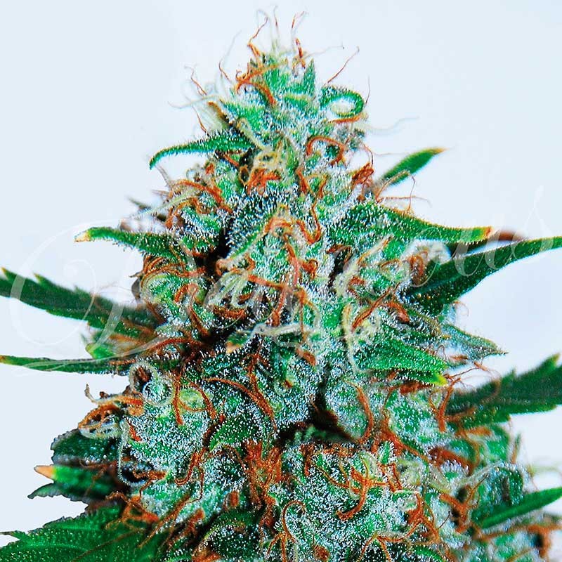 CRITICAL NEVILLE HAZE AUTO - All Products - Root Catalog