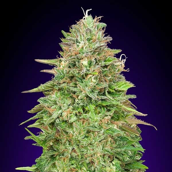 Critical Poison Fast - 5 seeds - All Products - Root Catalog