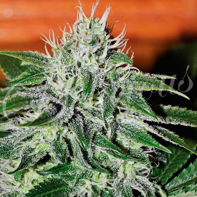 Critical Jack Herer - All Products - Root Catalog