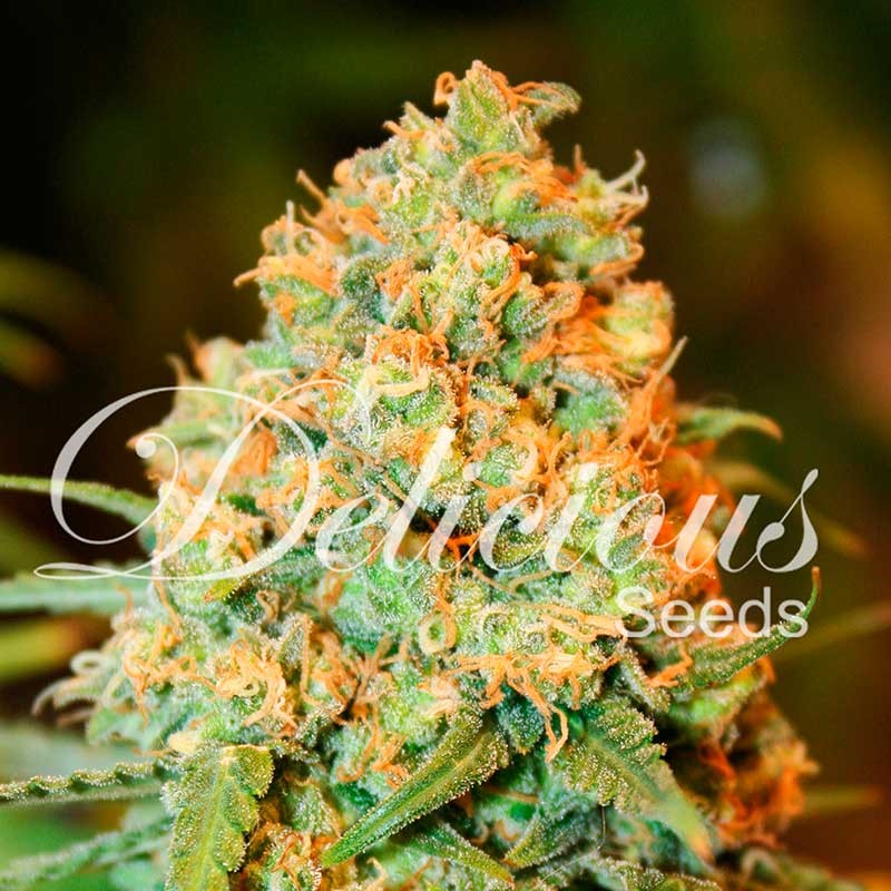 Critical Super Silver Haze - All Products - Root Catalog