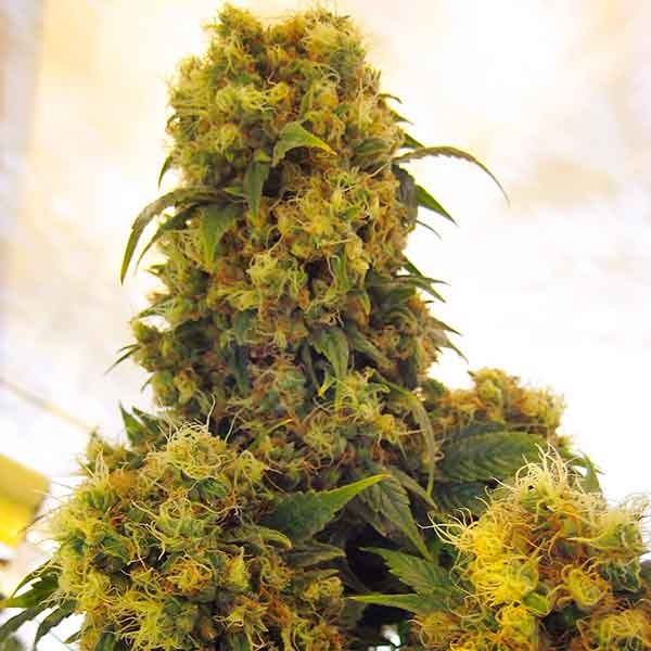 Critical Skunk - 15 seeds - All Products - Root Catalog
