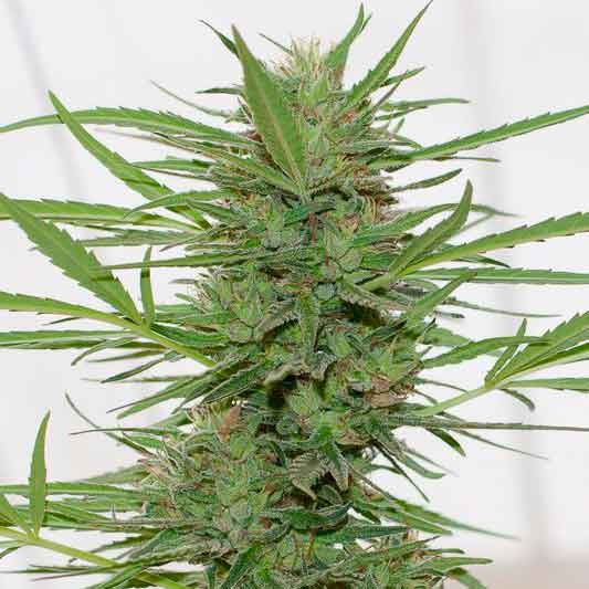 DR. GREENTHUMB'S DEDOVERDE HAZE AUTO - All Products - Root Catalog