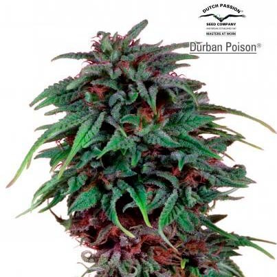 Durban Poison Reg. - All Products - Root Catalog