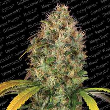 Dutch Kush - All Products - Root Catalog