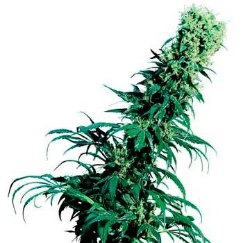 EARLY PEARL REGULAR (SENSI SEEDS) - All Products - Root Catalog