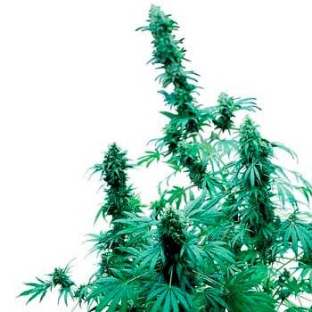 EARLY SKUNK (SENSI SEEDS) - All Products - Root Catalog