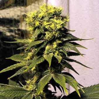 Early Skunk Haze - 15 seeds - All Products - Root Catalog