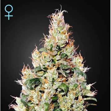 Exodus Cheese Auto CBD - All Products - Root Catalog