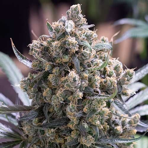 Green Crack Fast Flowering - All Products - Root Catalog