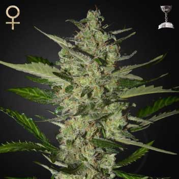 Flowerbomb Kush (Strain Hunters) - All Products - Root Catalog