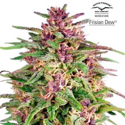 FRISIAN DEW - All Products - Root Catalog