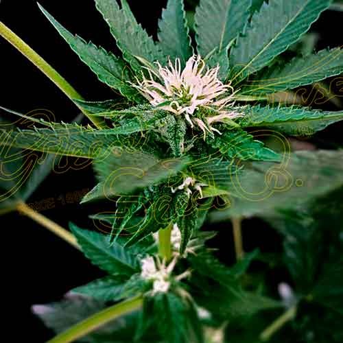 GH Cheese x Lemon Wookie Glue - 10 seeds - All Products - Root Catalog