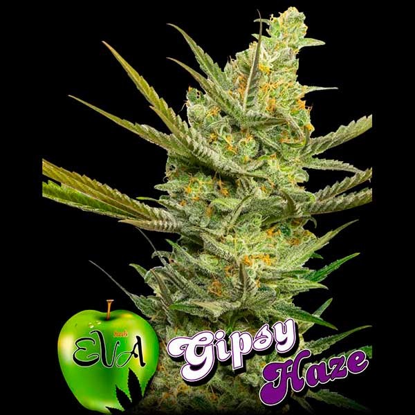 GIPSY HAZE - All Products - Root Catalog