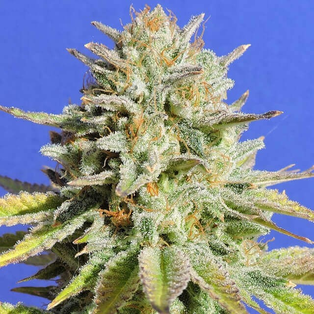 Gorilla Glue #4 - All Products - Root Catalog