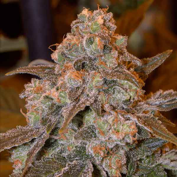 GORILLA FROST - All Products - Root Catalog