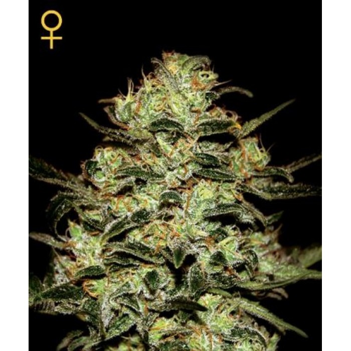 MOBY DICK FEM 3 SEEDS (GREENHOUSE) - All Products - Root Catalog