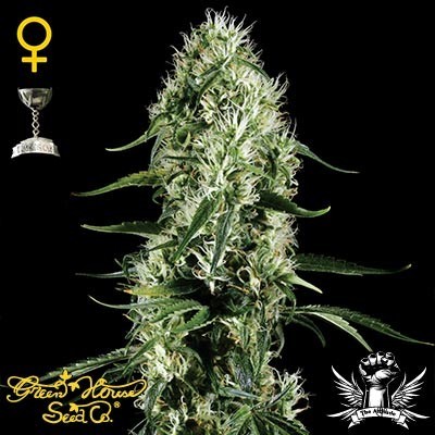 SUPER SILVER HAZE - All Products - Root Catalog
