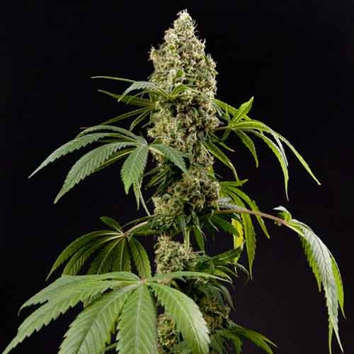 Guava Berry Kush - All Products - Root Catalog