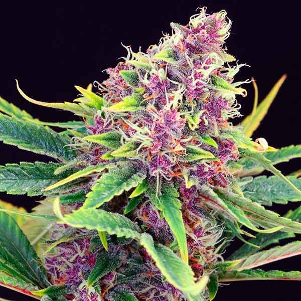 Purple Kush - All Products - Root Catalog