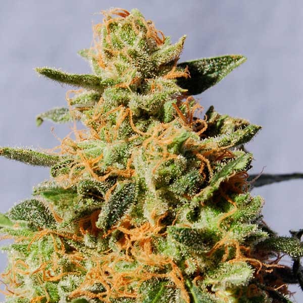 White Domina - All Products - Root Catalog