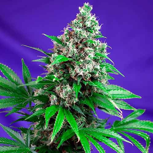 Killer Kush Fast Version - All Products - Root Catalog