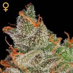 King's Kush Auto - All Products - Root Catalog