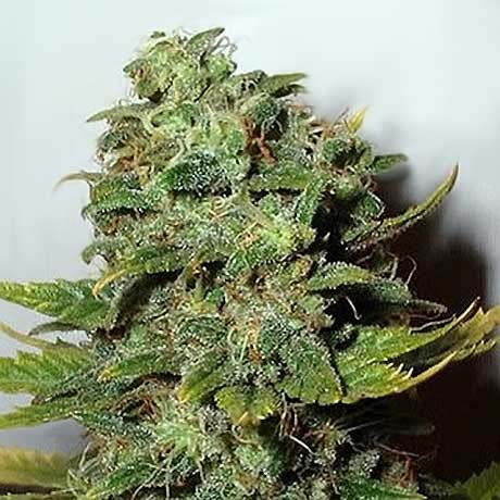 Mango Skunk Fem 5 Seeds - All Products - Root Catalog