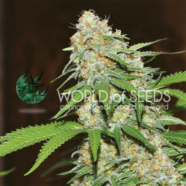 Northern Lights X Skunk - feminized marijuana seeds, 5pcs G13 Labs