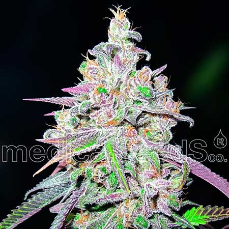 Mendocino Chanel Kush - All Products - Root Catalog
