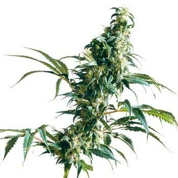 MEXICAN SATIVA REGULAR (SENSI SEEDS) - All Products - Root Catalog