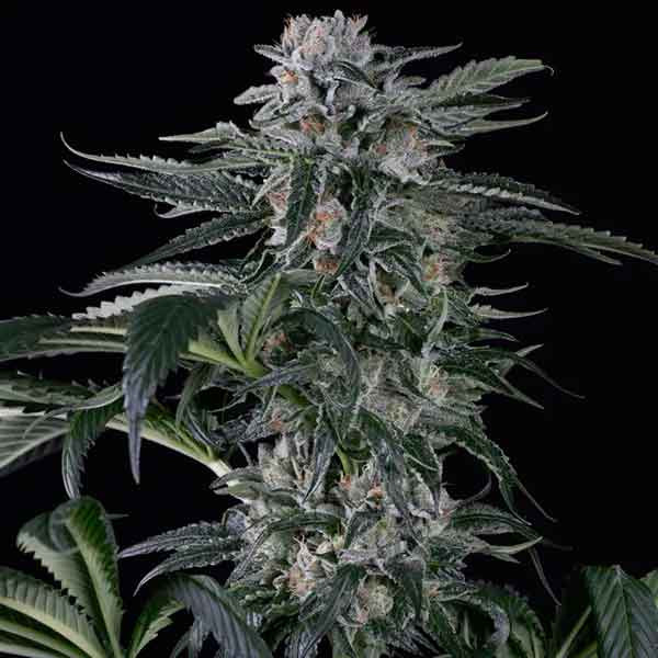 MOBY DICK AUTO - All Products - Root Catalog