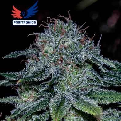Mystic Cookie - 5 seeds - All Products - Root Catalog