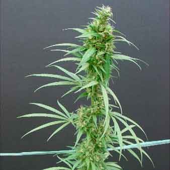  Neville'S Haze - 15 Seeds - All Products - Root Catalog