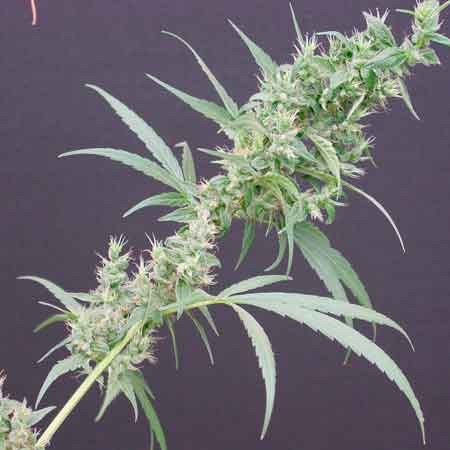  Neville'S Haze Mango - 15 seeds - All Products - Root Catalog