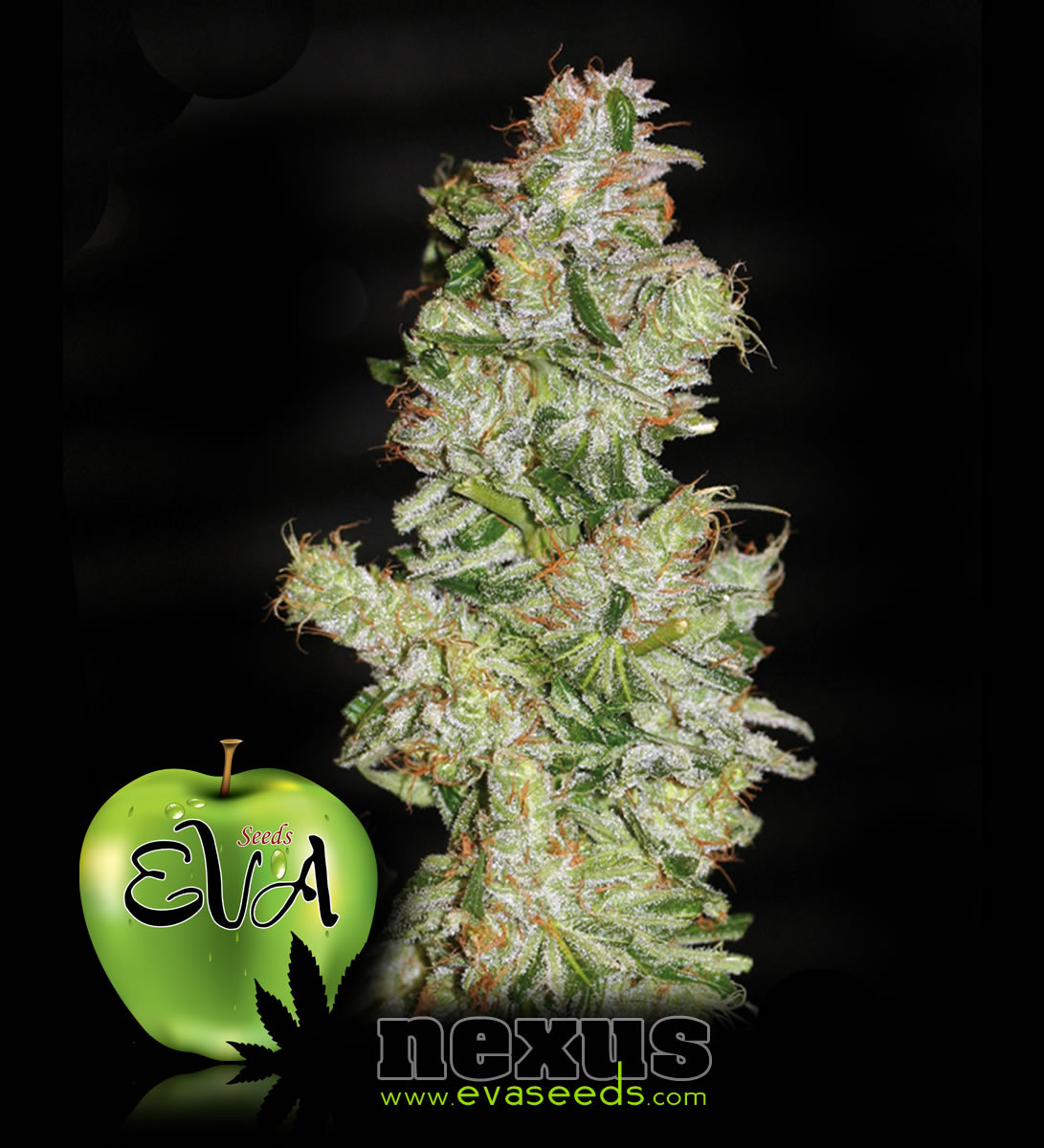 Nexus 3 seeds - All Products - Root Catalog