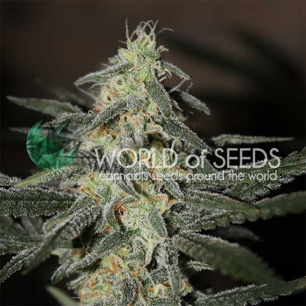 Northern Light x Big Bud Early Version - All Products - Root Catalog