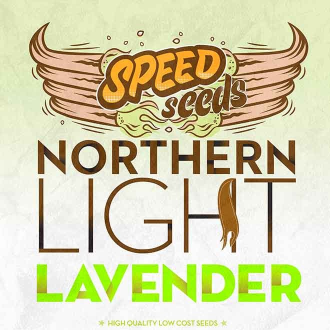 NORTHERN LIGHT X LAVENDER - All Products - Root Catalog