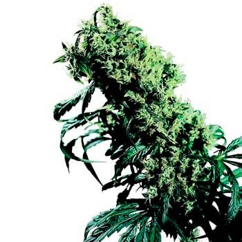 NORTHERN LIGHTS #5 X HAZE (SENSI SEEDS) - All Products - Root Catalog
