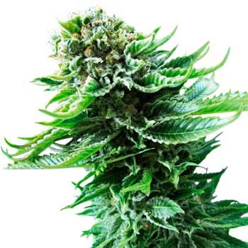 Northern Lights Automatic (Sensi Seeds) - All Products - Root Catalog