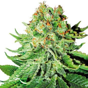Northern Lights Automatic - 5 Seeds (White Label) - All Products - Root Catalog