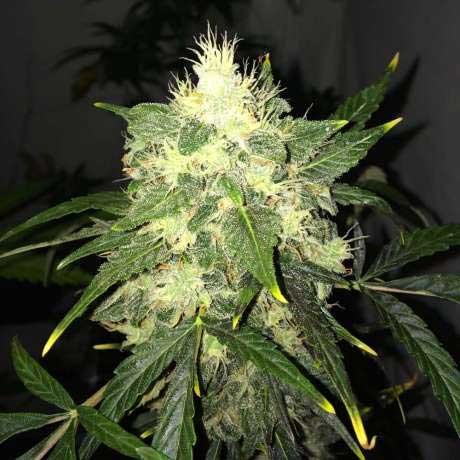 OG Kush Auto 5 Seeds - All Products - Root Catalog