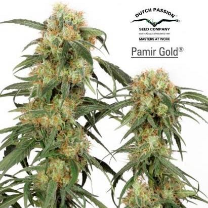 PAMIR GOLD - All Products - Root Catalog