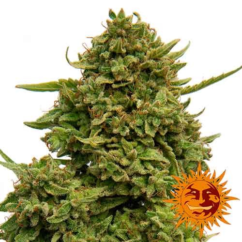PINEAPPLE CHUNK - All Products - Root Catalog