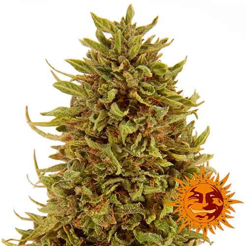 PINEAPPLE EXPRESS AUTO - All Products - Root Catalog