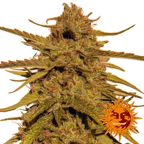 PINEAPPLE HAZE REGULAR - 10 seeds - All Products - Root Catalog